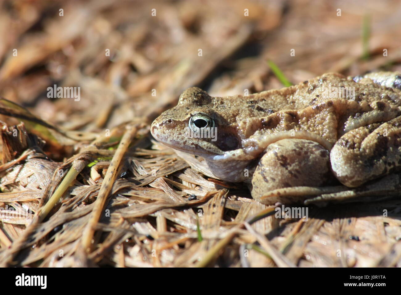 Der Grasfrosch (Rana Temporaria), auch bekannt als die Europäische Grasfrosch, Europäische braune Grasfrosch oder europäischen Grasfrosch Stockfoto