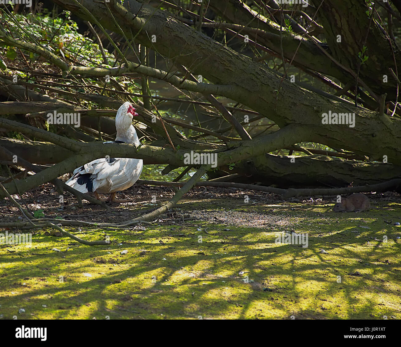 Muscovy duck und Ratte essen die gleiche Nahrung im Wald. das Verhalten der Tiere, Schädlingsbefall problem. Westport See, Stoke-on-Trent, Staffordshire, Großbritannien. Natur Uk. Stockfoto