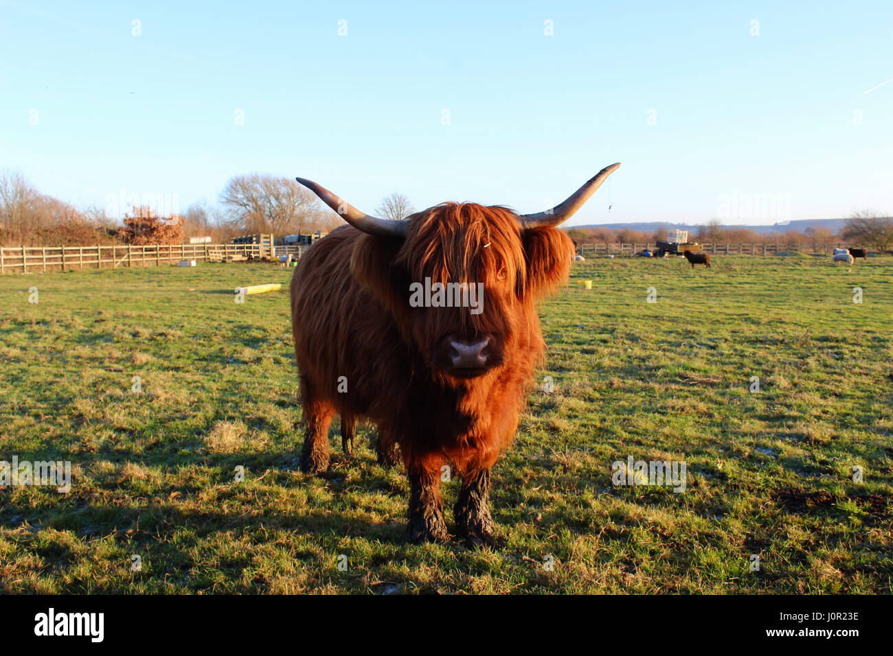 Eine schöne lange Haare, braune Kuh an Attenborough Stockfoto