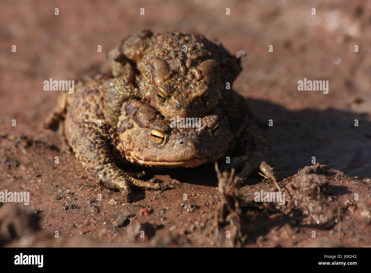 Bufo Kröten im Frühjahr (braune gemeinsame Kröte), männliche und weibliche Paarung Stockfoto