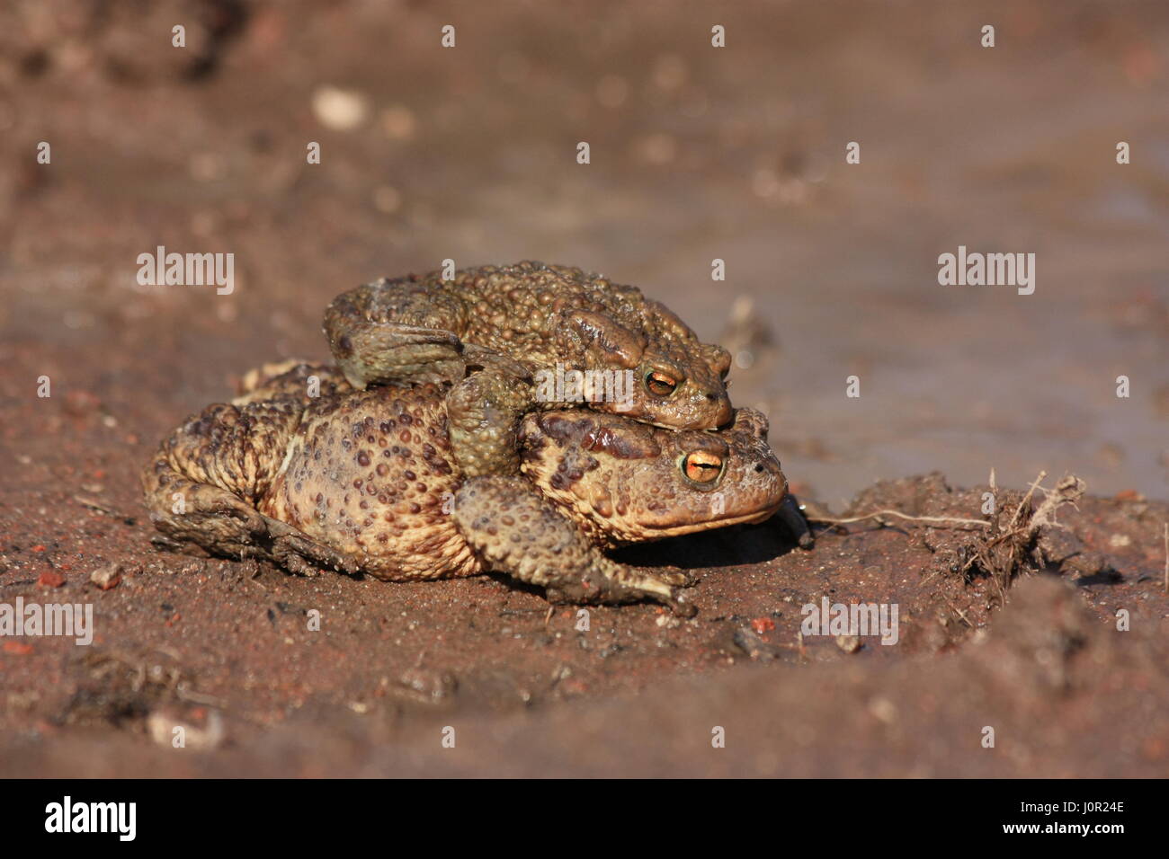 Porträt eines Paares der Paarung gemeinsame Kröte (Bufo Bufo) Stockfoto