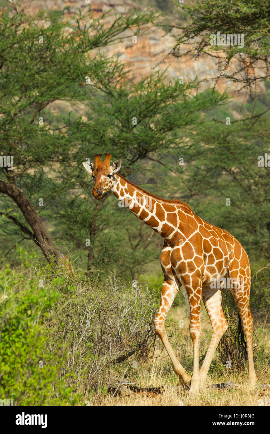 Retikuliert Giraffe (Giraffa Plancius Reticulata) zu Fuß durch Pinsel, Samburu National Reserve, Kenia Stockfoto