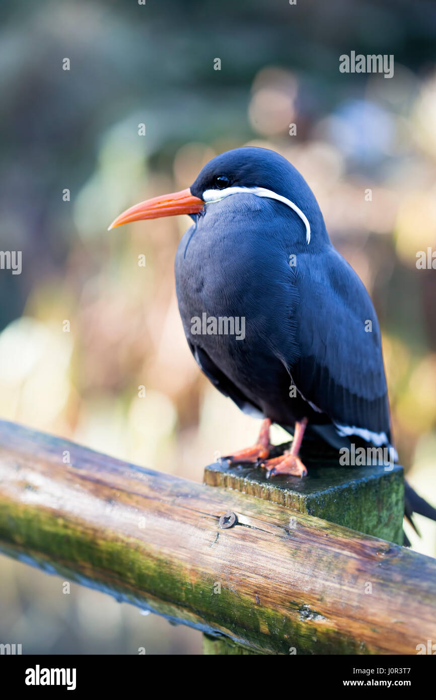 Inca Tern Vogel im Naturschutzgebiet Stockfoto