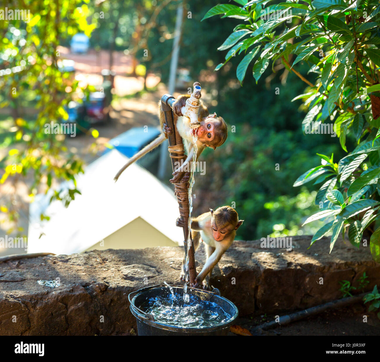 Affen trinken Wasser aus dem Brunnen im alten Buddha-Tempel auf Ceylon. Makaken in Widlife Szene, Asien. Essen-Diebe auf Shri Lanka Stockfoto