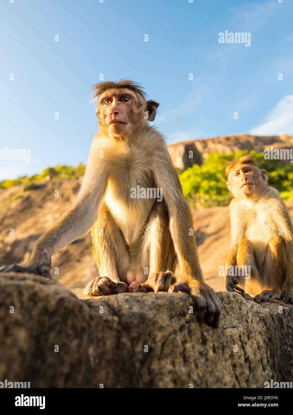 Affen auf Sri Lanka, Essen Diebe auf Ceylon. Makaken in Widlife Szene, Asien Stockfoto