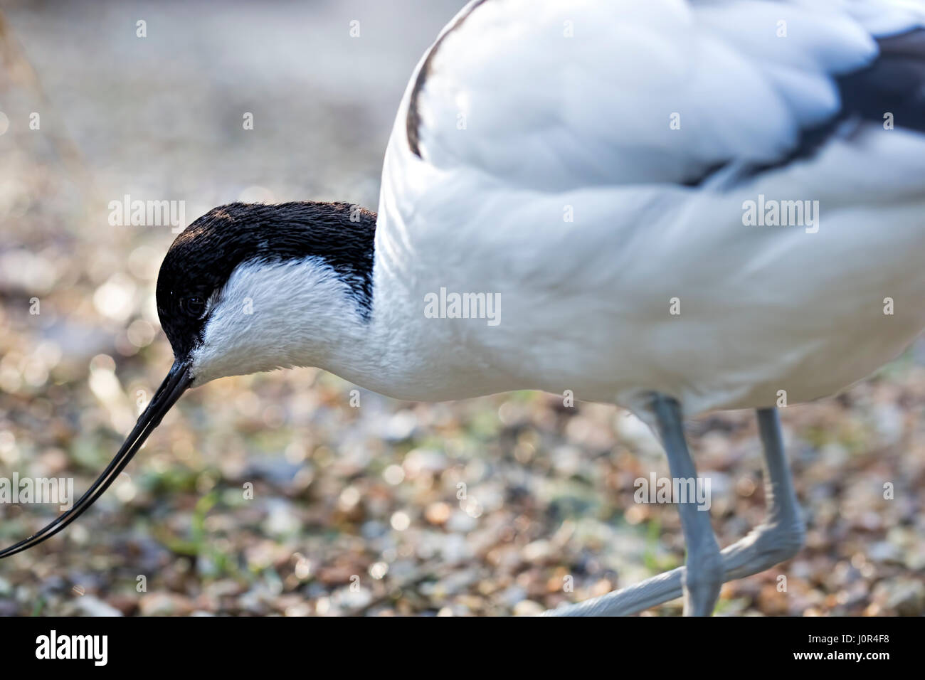 Pied avocet Vogel in Birdworld Holt Pound, Farnham, Surrey, GU10 4LD, Großbritannien Stockfoto