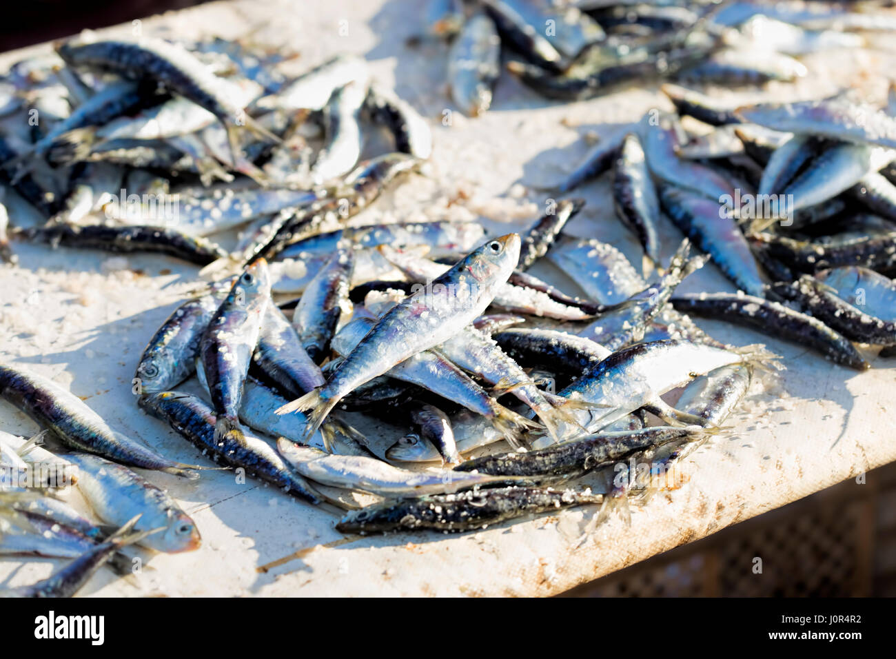Sardinen am Fischmarkt Stockfoto