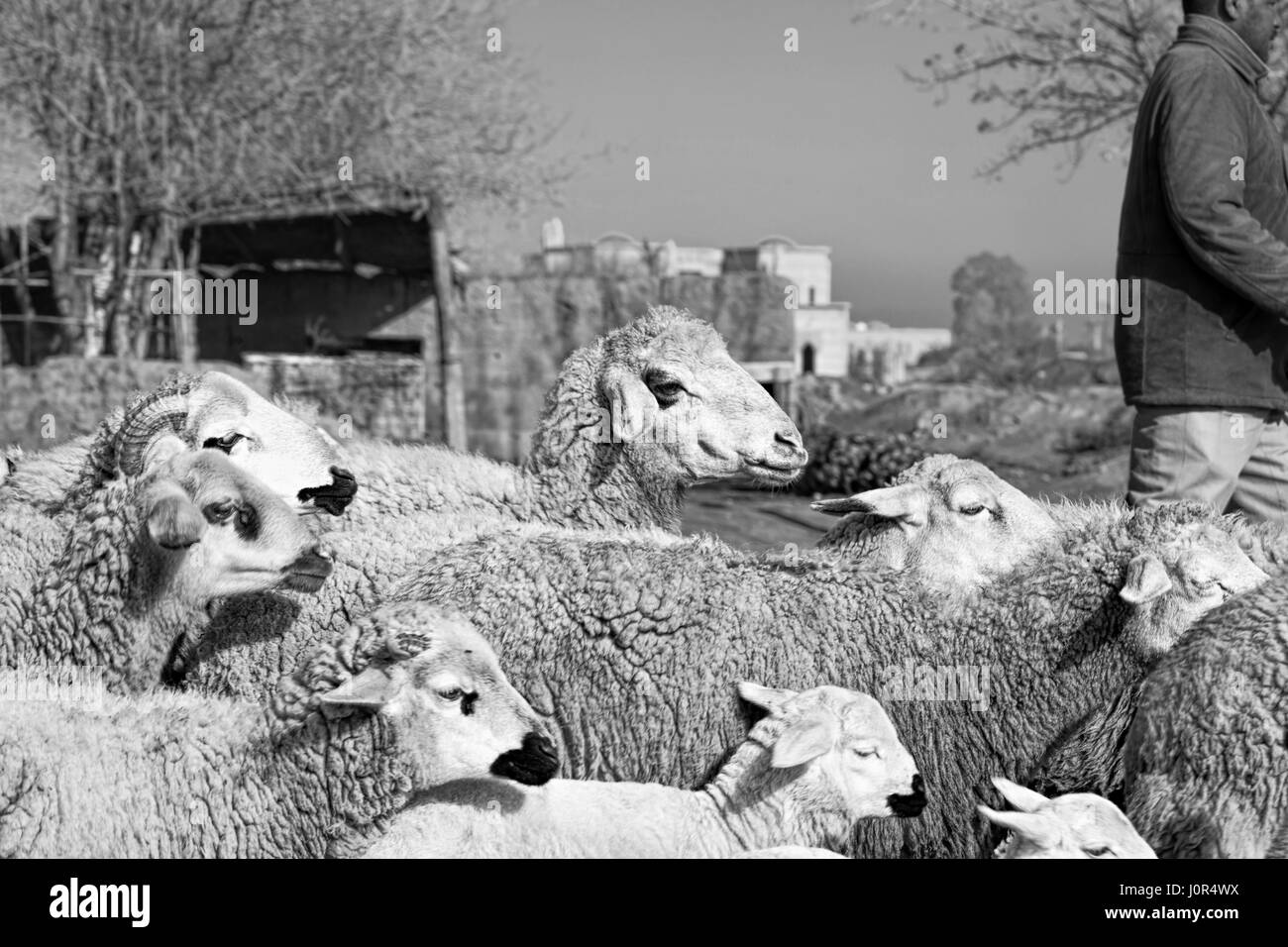 Schafherde Stockfoto