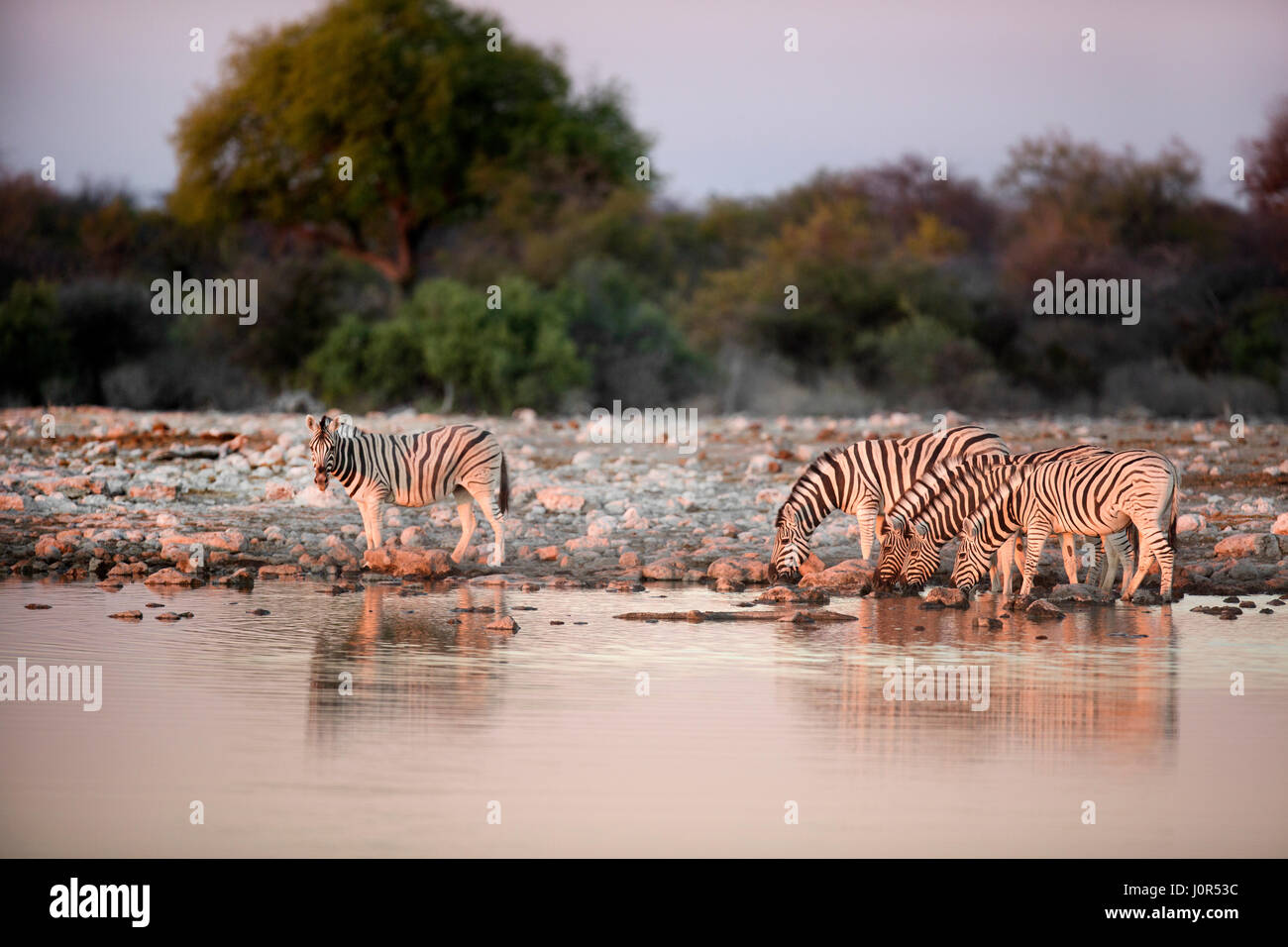 Zebra an einem Wasserloch zu trinken. Stockfoto