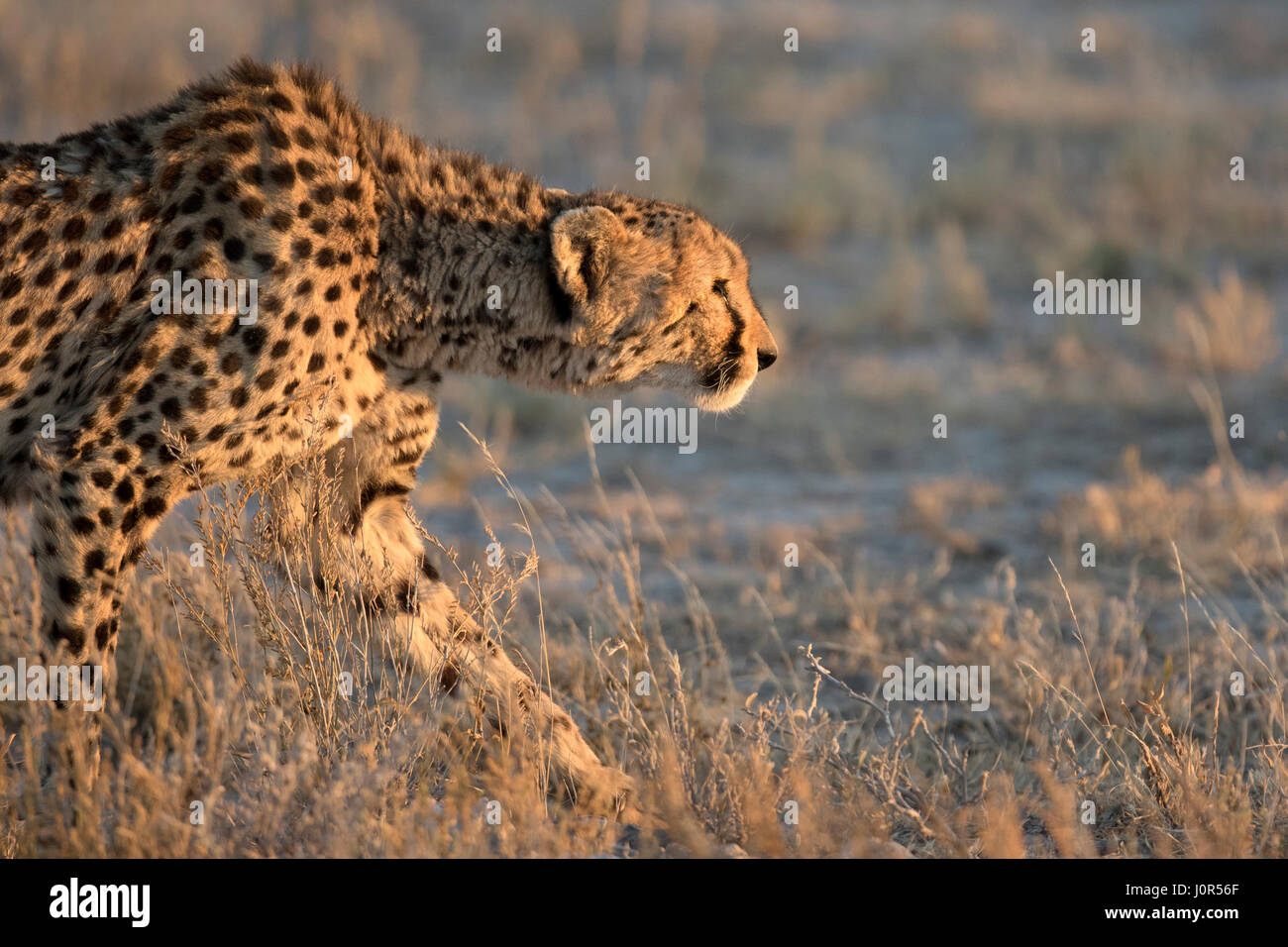 Gepard im Morgenlicht. Stockfoto