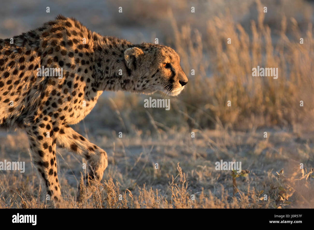 Gepard im Morgenlicht. Stockfoto