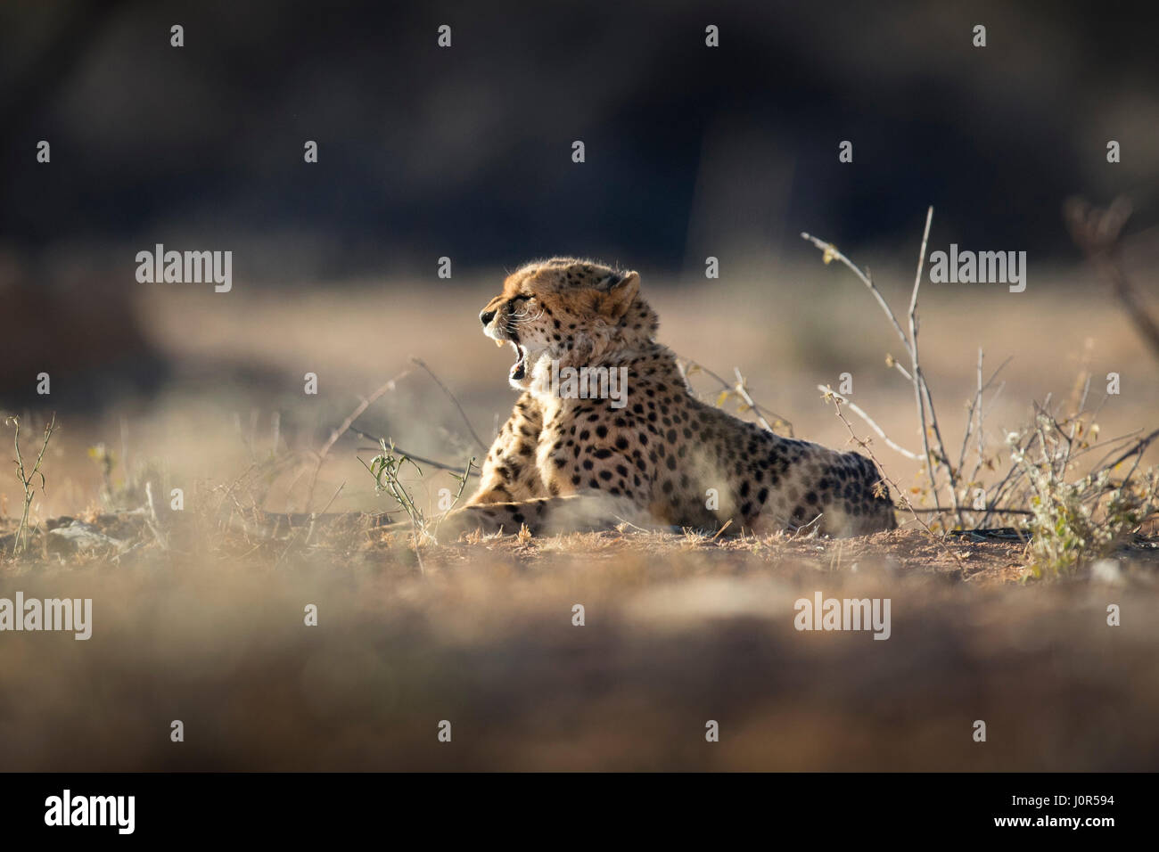 Gepard im Morgenlicht. Stockfoto