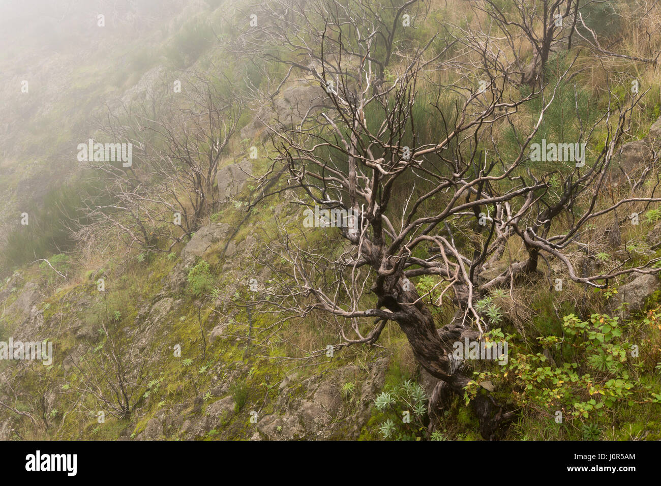 Ein verdrehter und geschwärzter Baum Feuer-Schaden von einem Waldbrand begann durch Brandstiftung im August 2016, über Curral Das Freiras auf Madeira Stockfoto