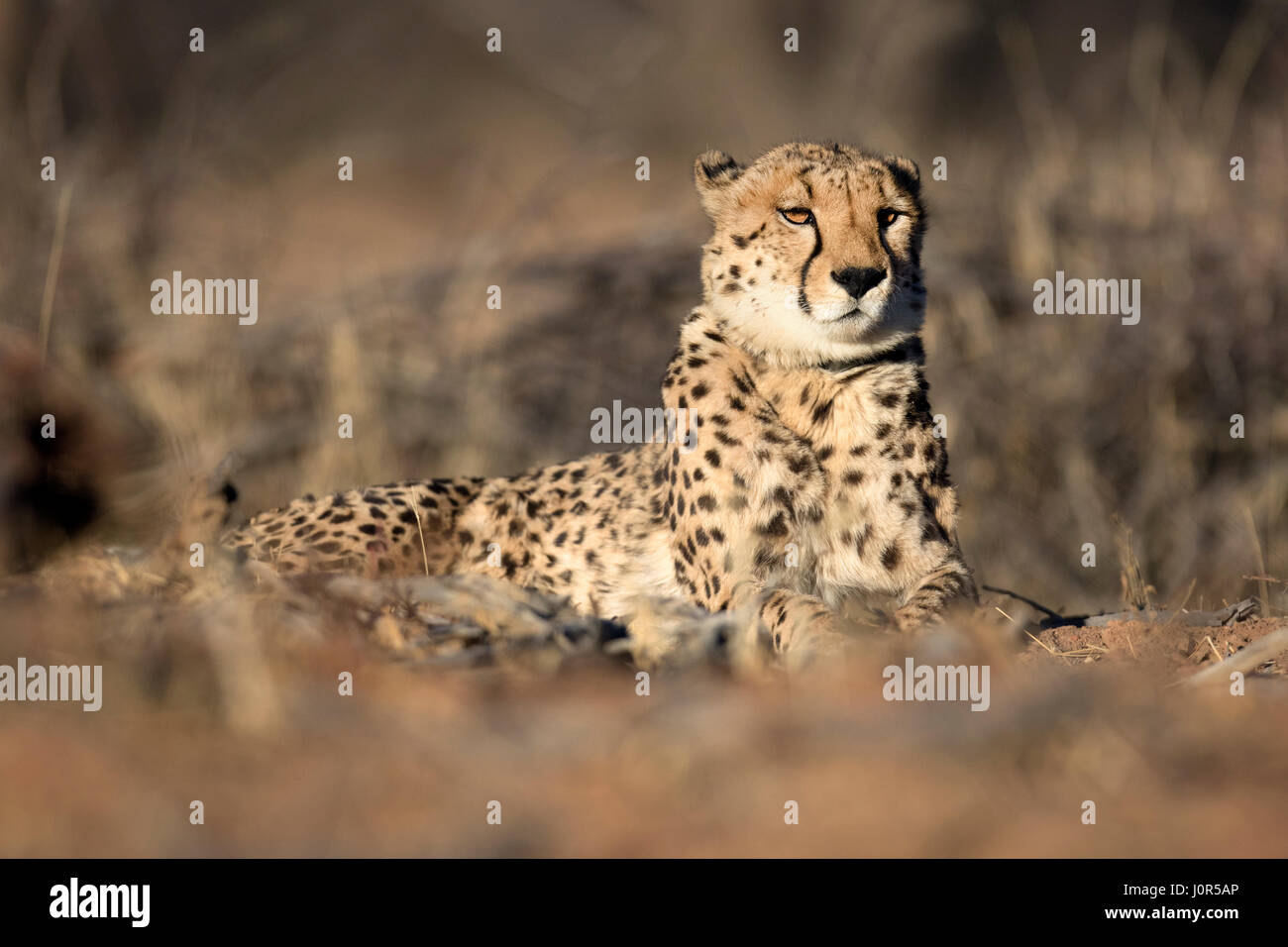 Gepard im Morgenlicht. Stockfoto