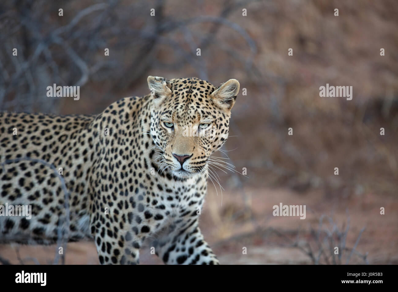 Porträt eines Leoparden Stockfoto