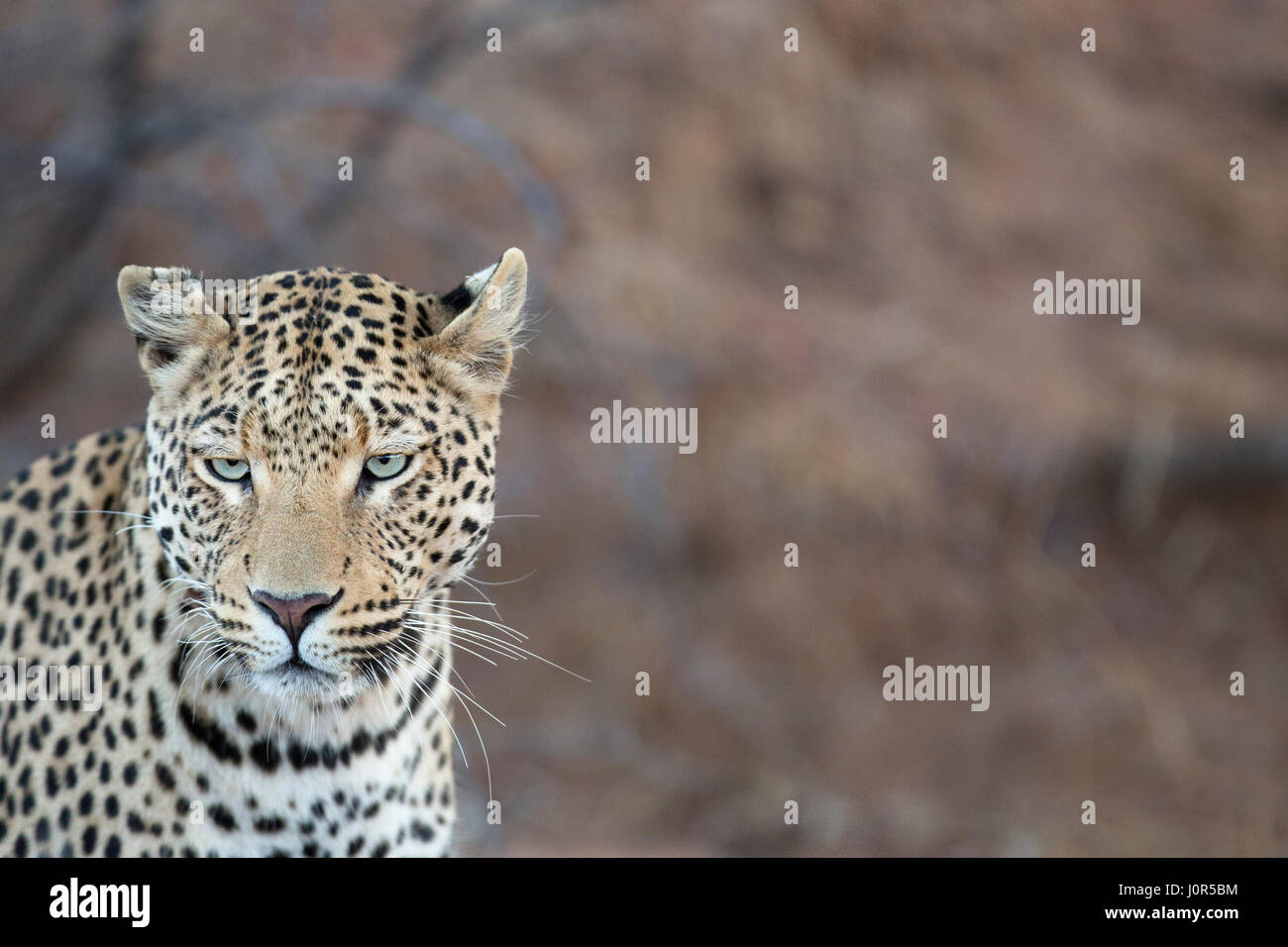 Porträt eines Leoparden Stockfoto