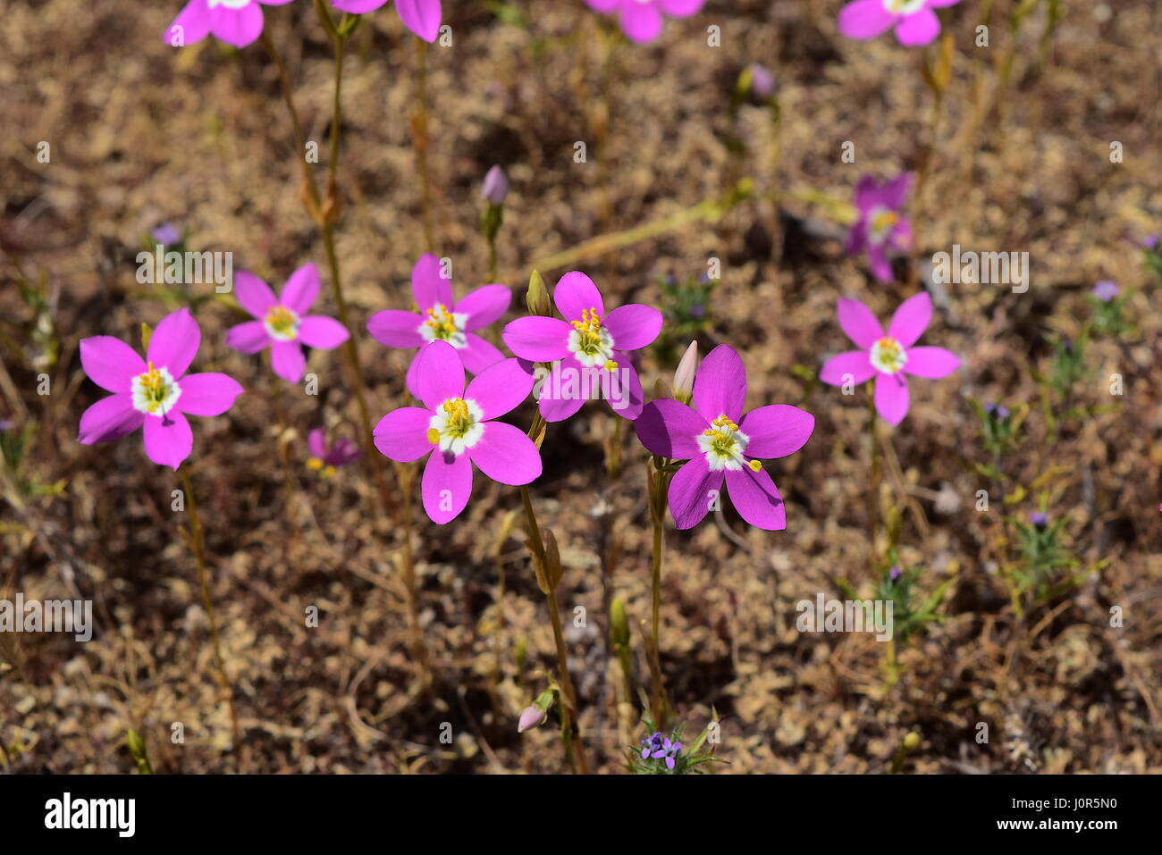 Charmante Tausendgüldenkraut Blumen im Del Mar Mesa, San Diego, Kalifornien Stockfoto