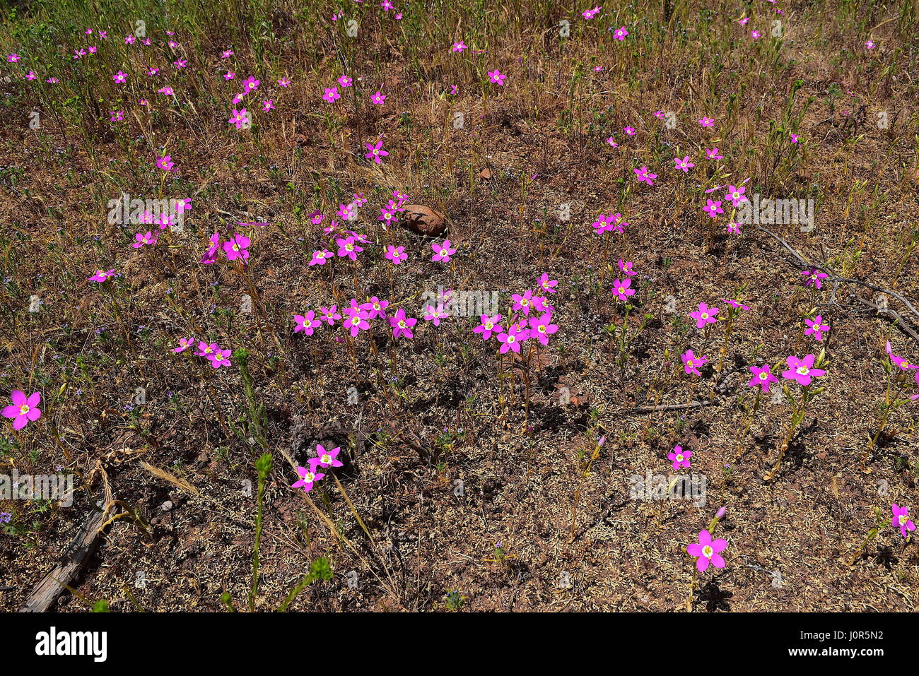 Charmante Tausendgüldenkraut Blumen im Del Mar Mesa, San Diego, Kalifornien Stockfoto