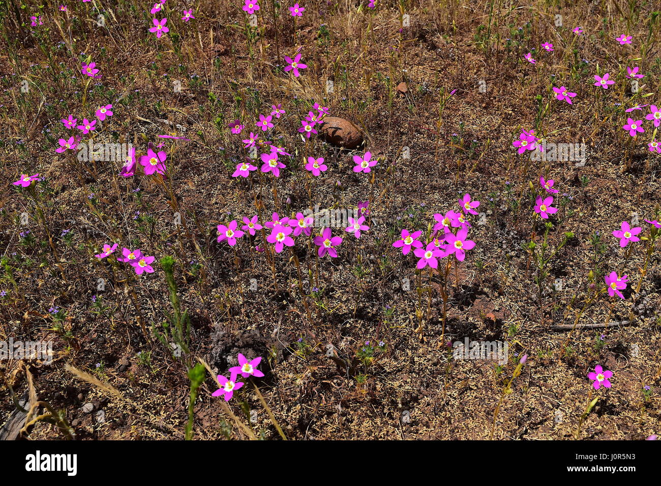 Charmante Tausendgüldenkraut Blumen im Del Mar Mesa, San Diego, Kalifornien Stockfoto