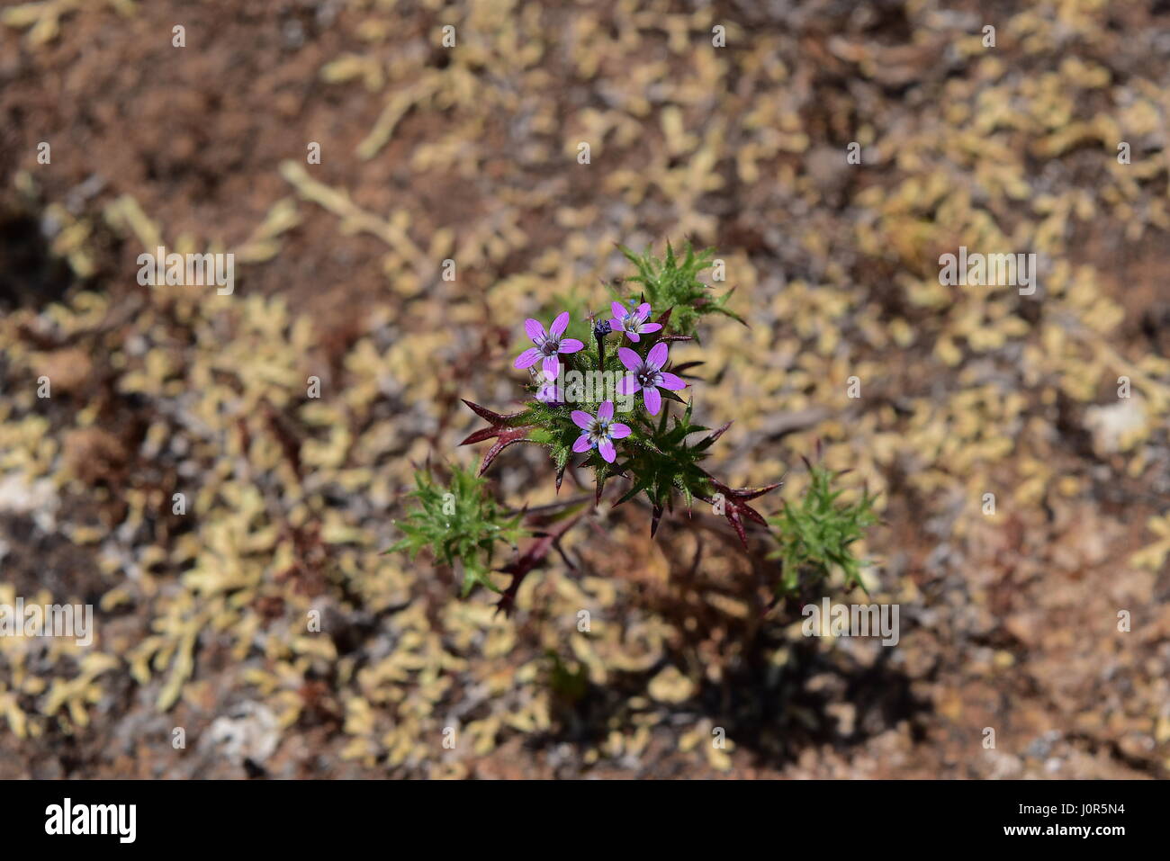 Süchtig Nadelkissen Blumen im Del Mar Mesa, San Diego, Kalifornien Stockfoto