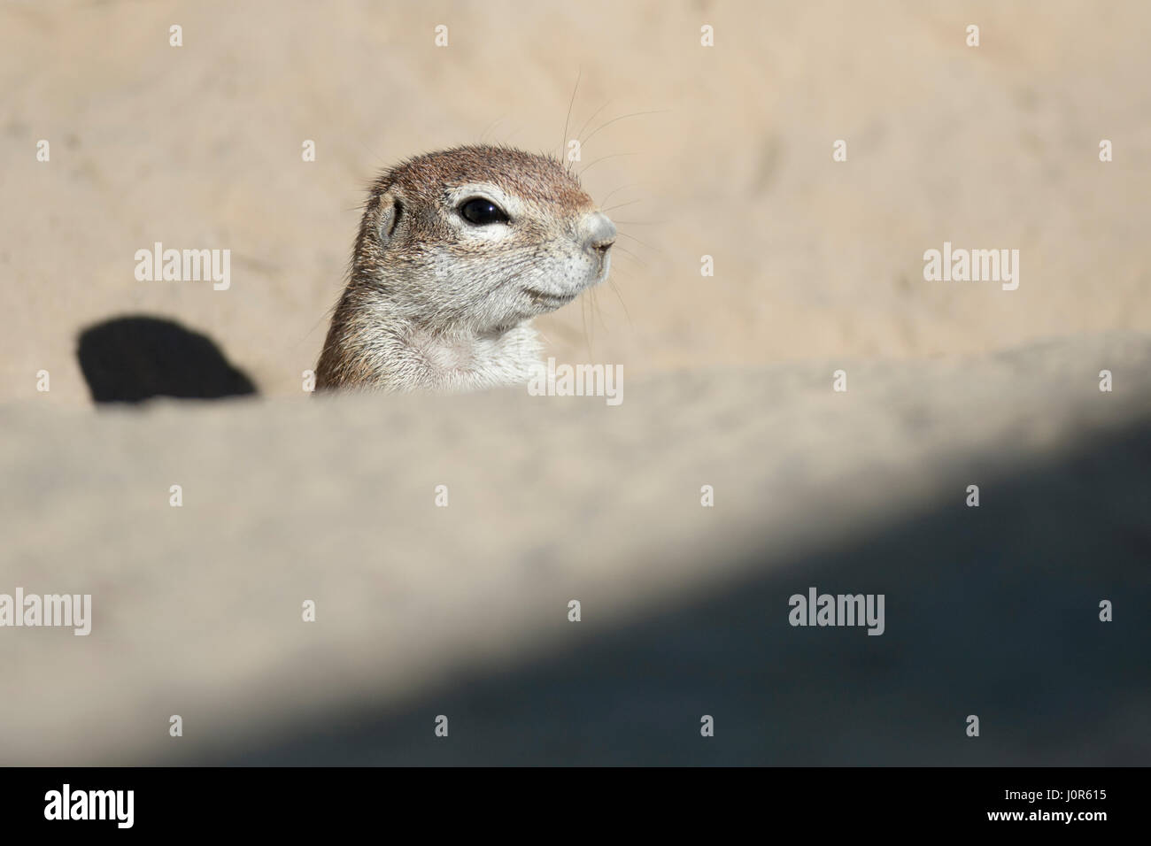 Ziesel Stockfoto