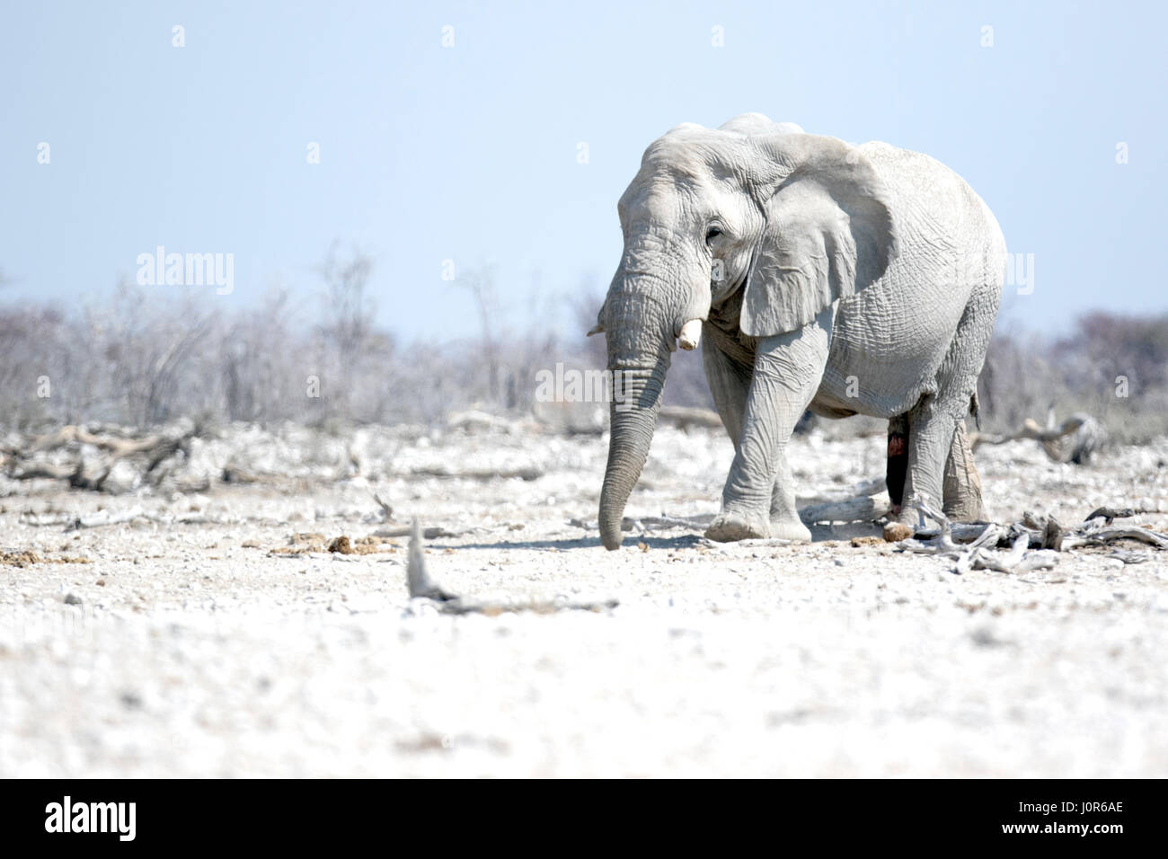 Großer Elefantenbulle in Namibia. Stockfoto