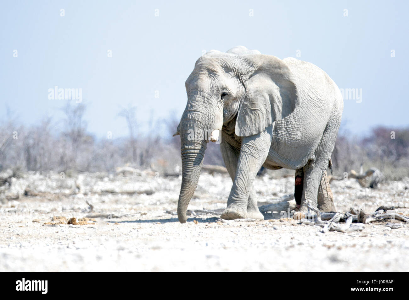 Großer Elefantenbulle in Namibia. Stockfoto