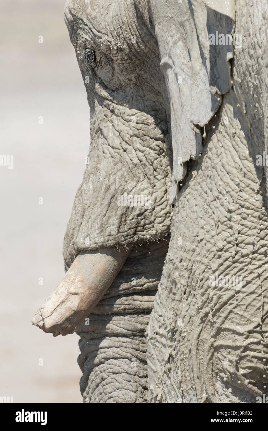 Großer Elefantenbulle in Namibia. Stockfoto