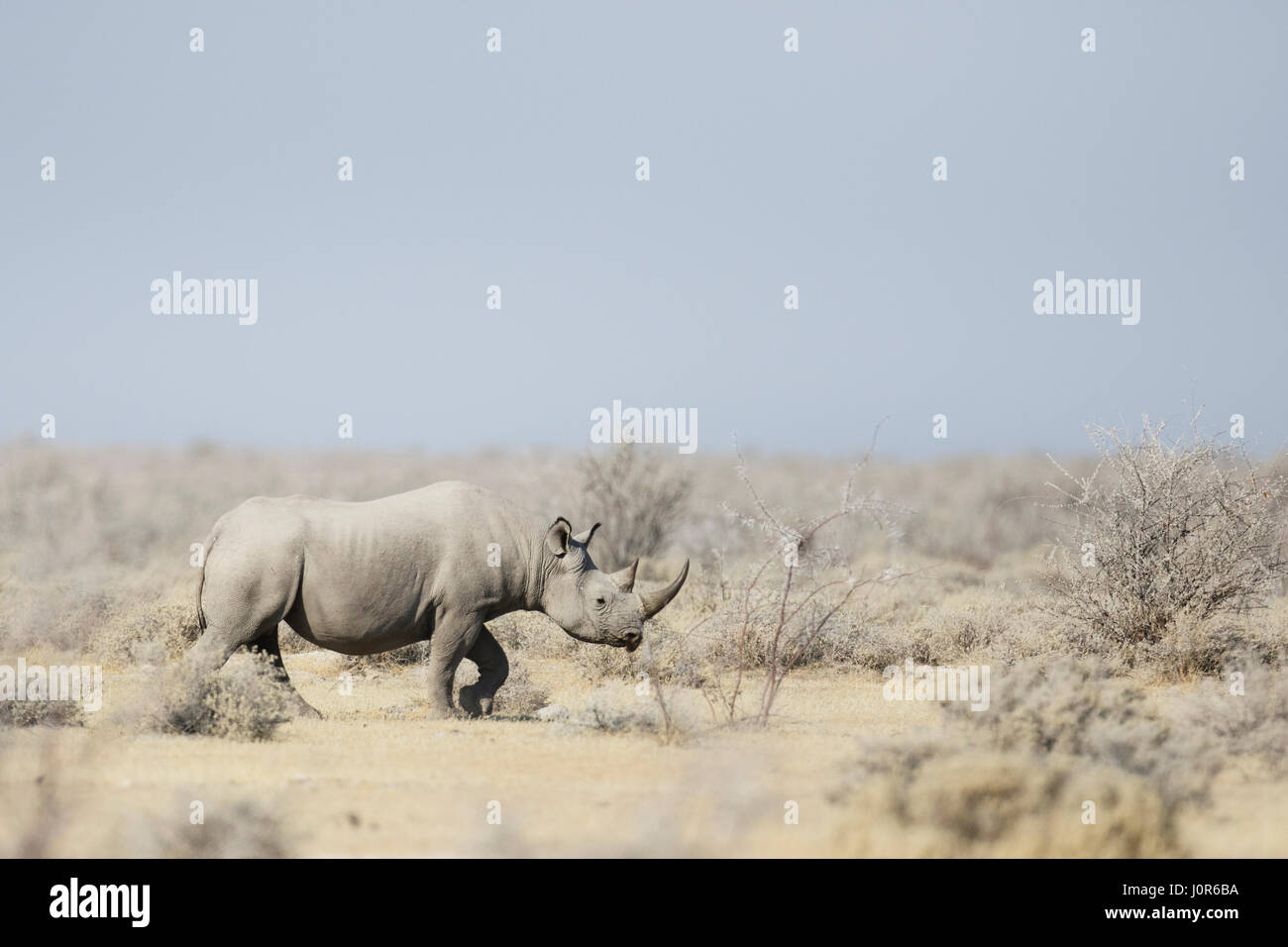Spitzmaul-Nashorn im Etosha National Park. Stockfoto