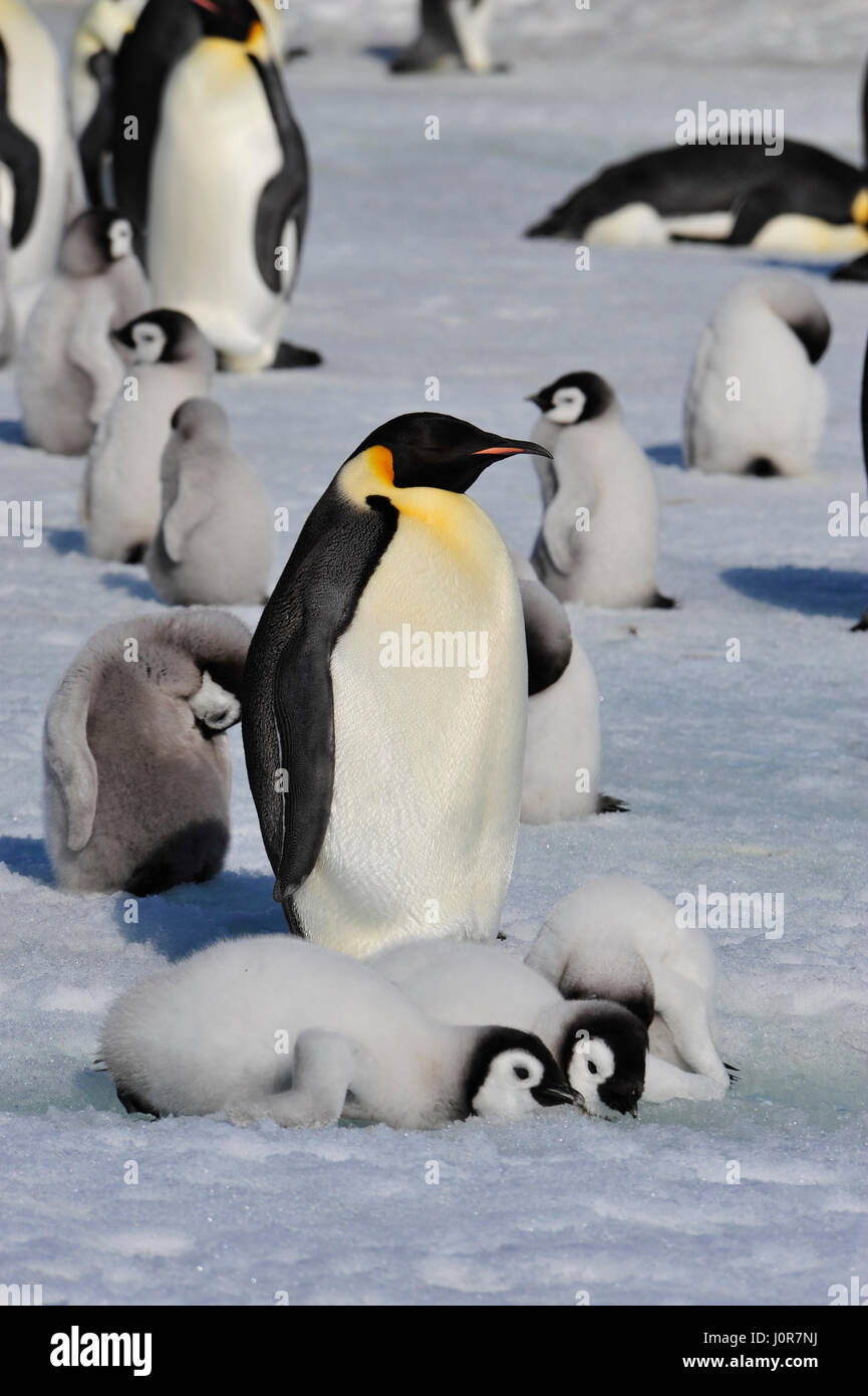 Kaiserpinguine mit Küken Stockfoto
