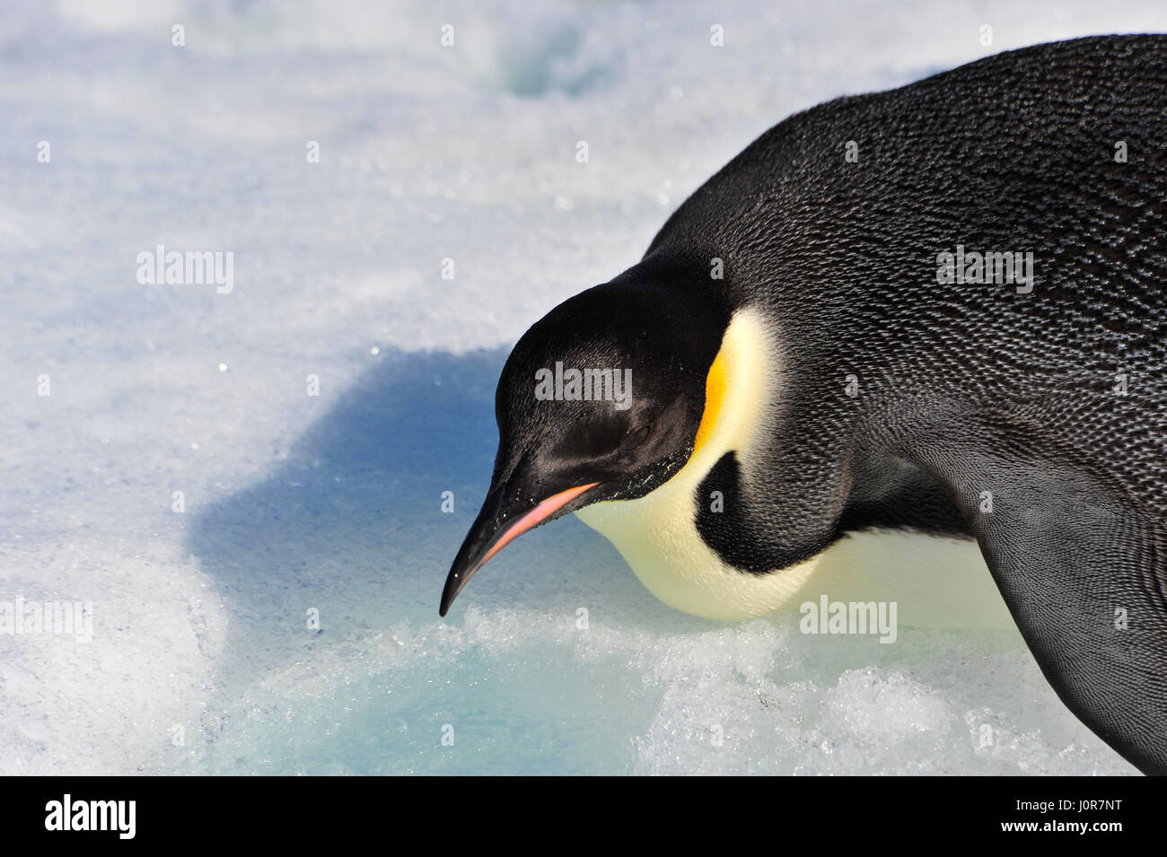 Kaiser-Pinguin auf dem Schnee Stockfoto