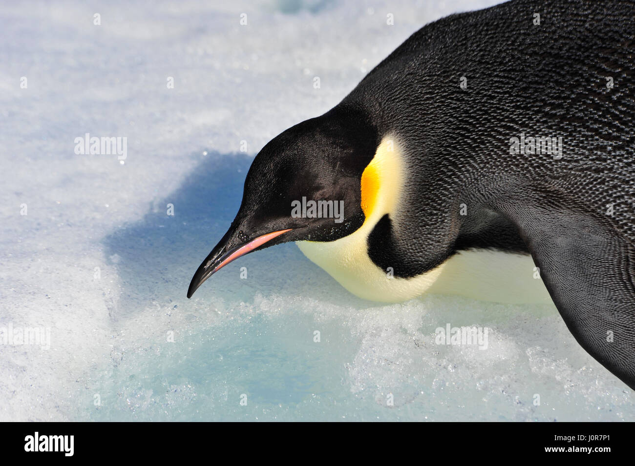 Kaiser-Pinguin auf dem Schnee Stockfoto