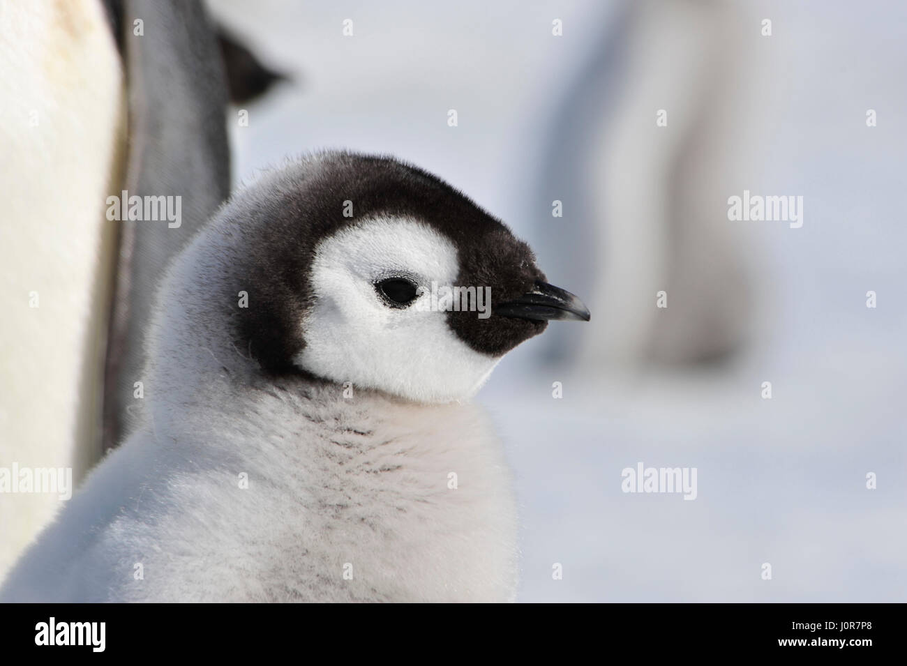 Kaiserpinguin-Küken in der Antarktis Stockfoto