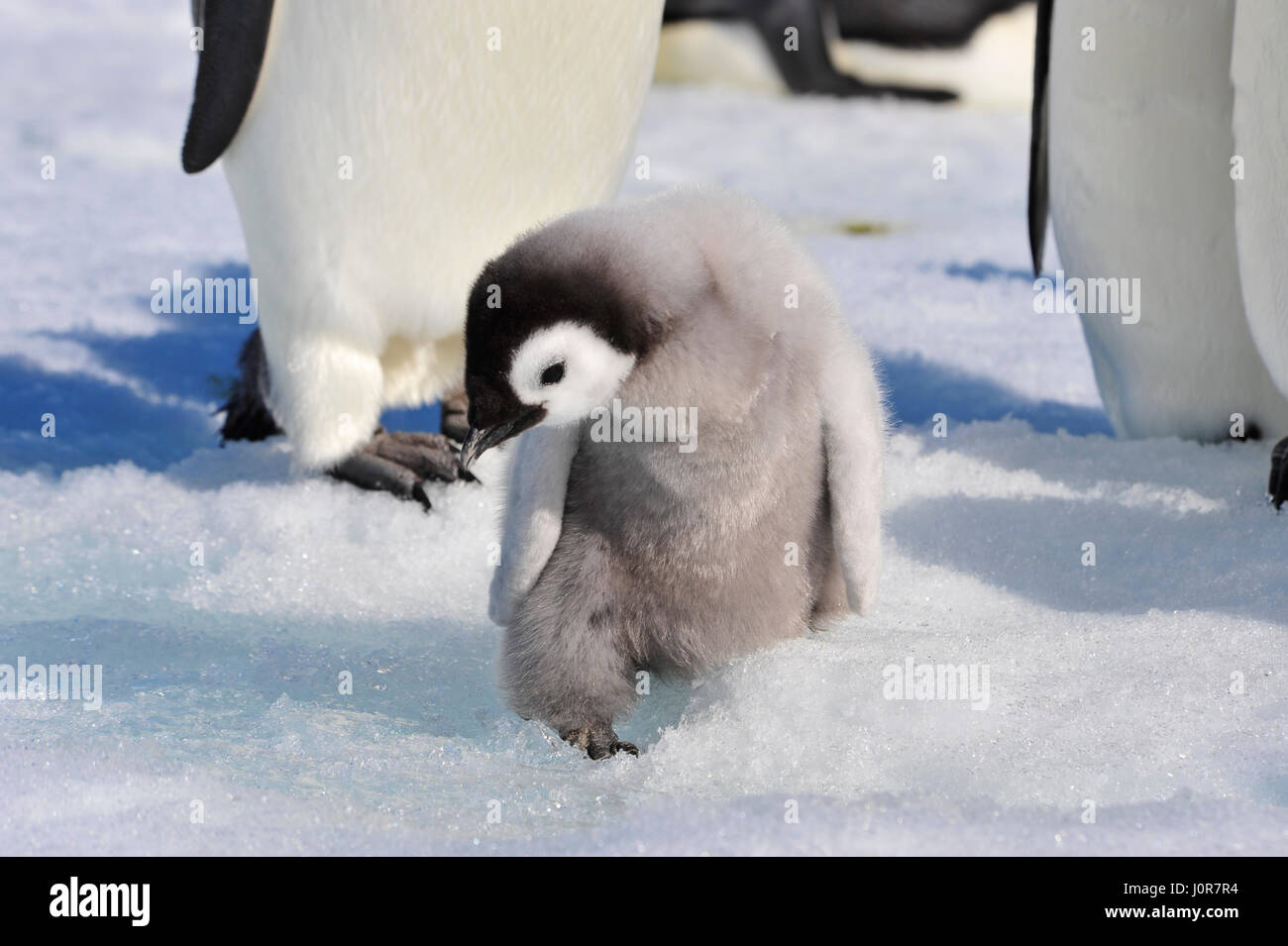 Kaiserpinguin-Küken in der Antarktis Stockfoto