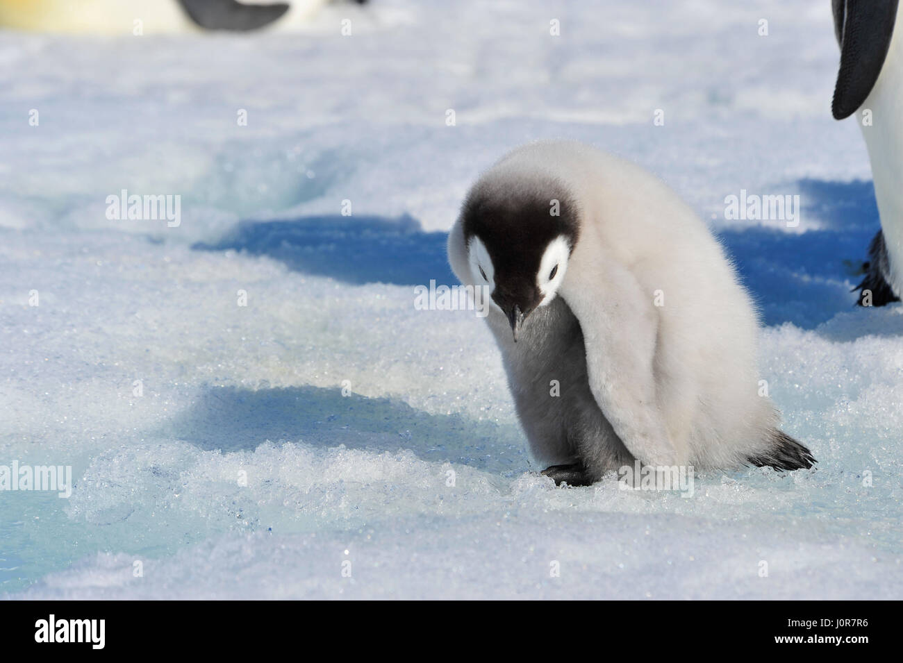 Kaiserpinguin-Küken in der Antarktis Stockfoto