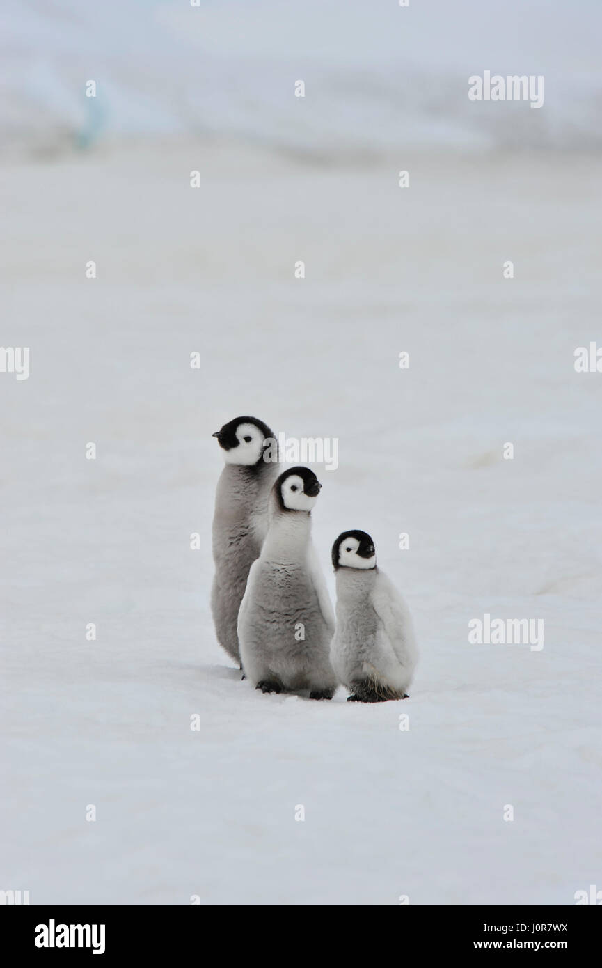 Kaiserpinguin-Küken in der Antarktis Stockfoto