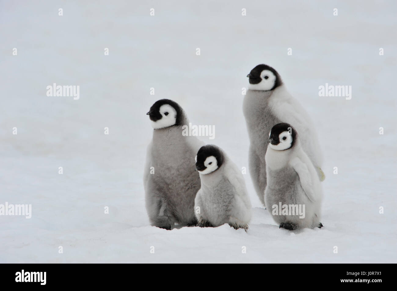 Kaiserpinguin-Küken in der Antarktis Stockfoto