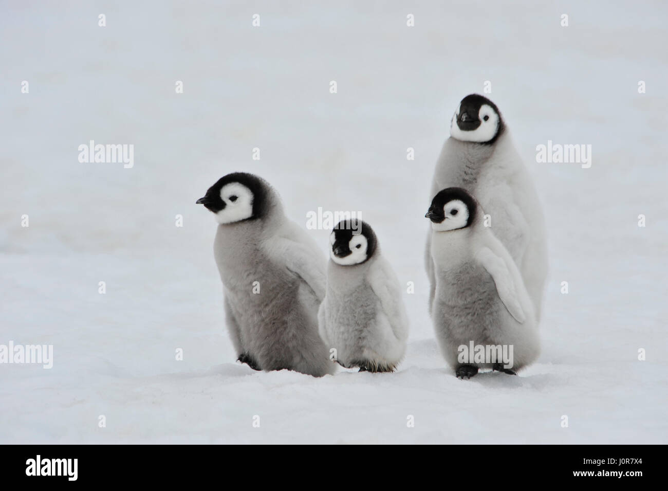 Kaiserpinguin-Küken in der Antarktis Stockfoto