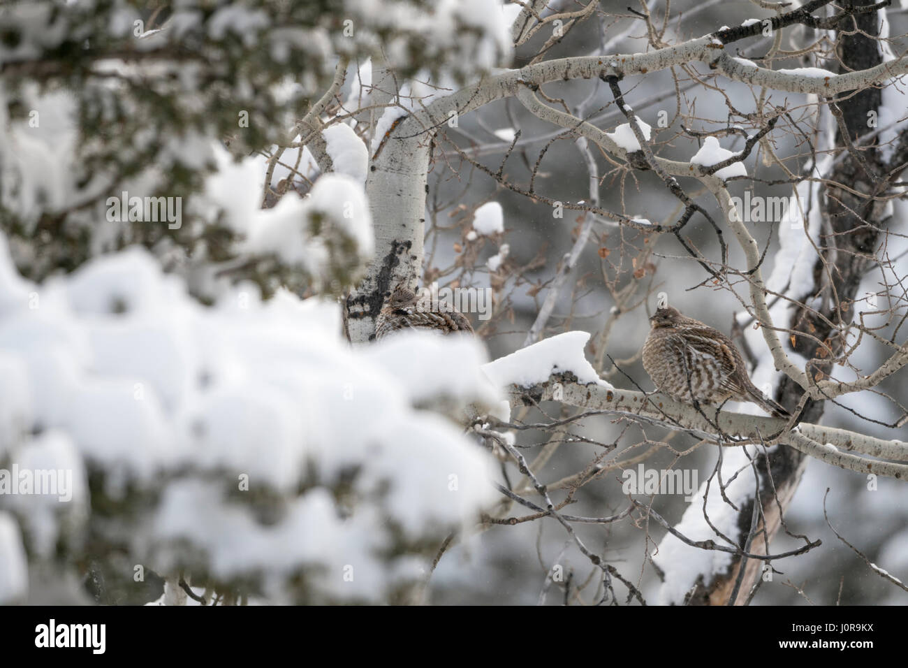 Ruffed Grouse / Kragenhuehner (Bonasa Umbellus), thront auf einem Baum, perfekte Tarnung im Winter, Schnee, Yellowstone Area, Kalifornien, USA. Stockfoto