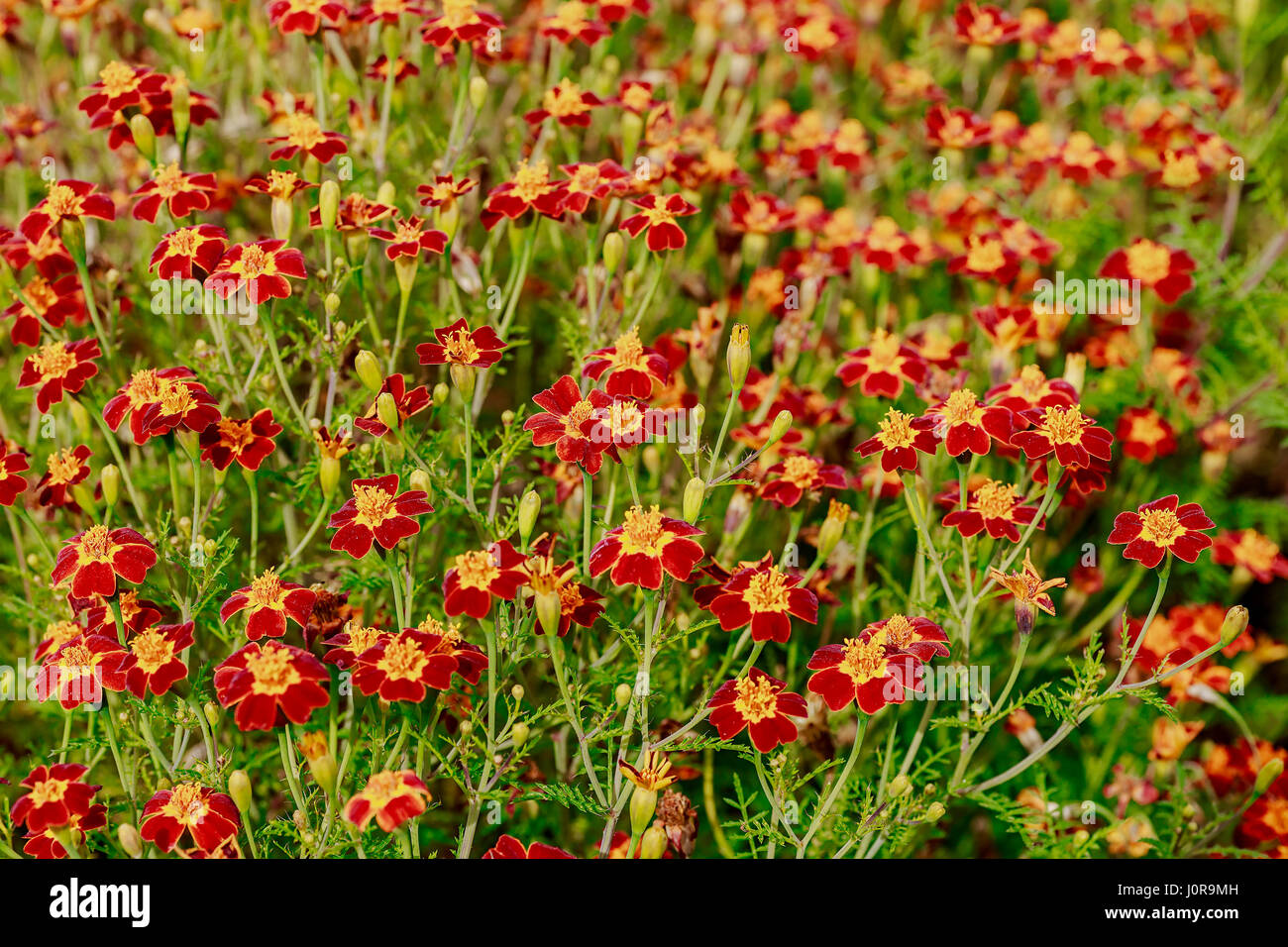 Ein Hintergrund für eine einzelne Art blühende Ringelblume mit lacey Laub ein Signet Ringelblume genannt. Diese besondere Sorte ist Scarlet, Scharlachrot. Botanische Stockfoto