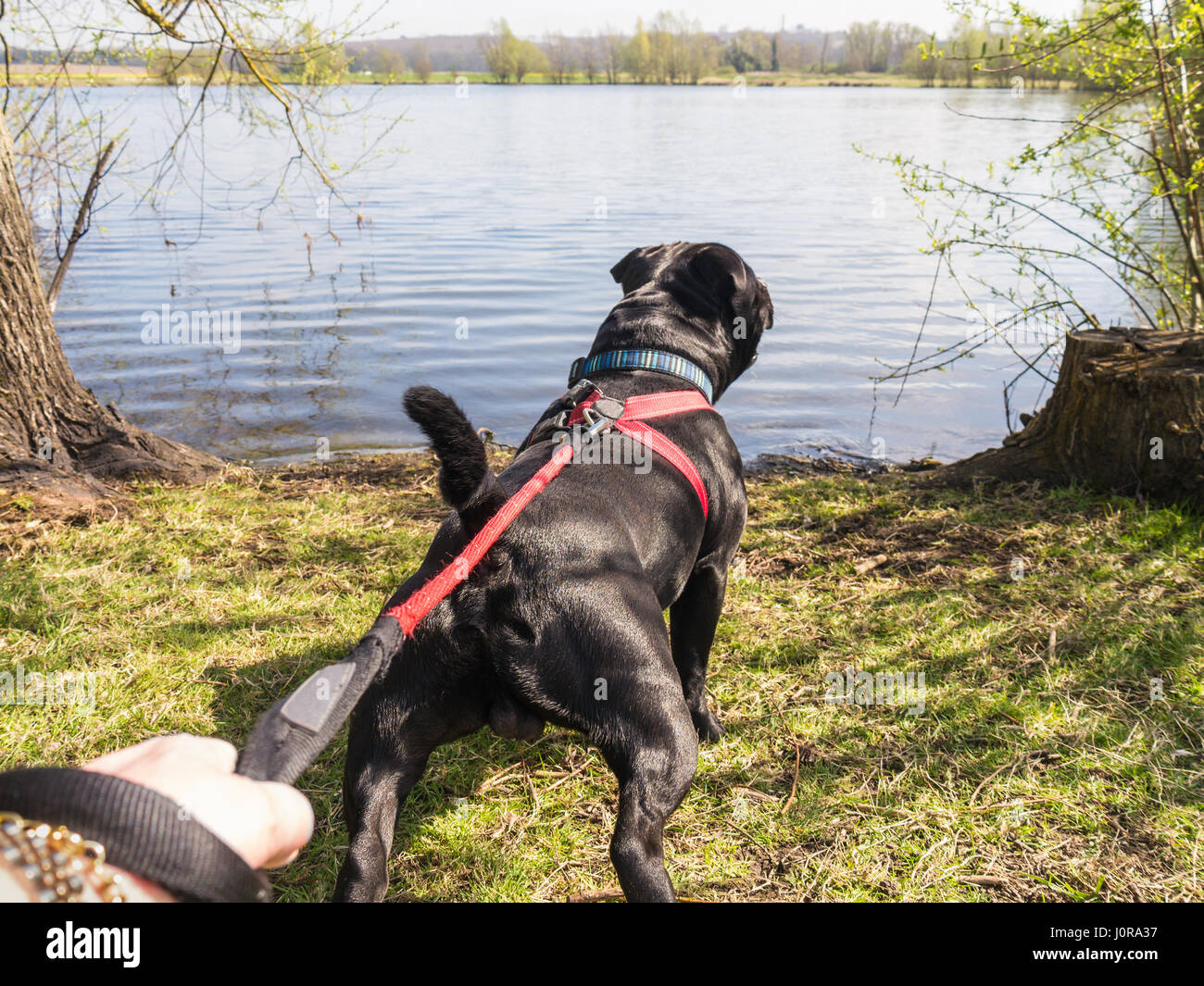 starke junge Staffordshire Bullterrier Hund ziehen an einem Geschirr und Leine zu versuchen und ins Wasser zu einem See. Stockfoto
