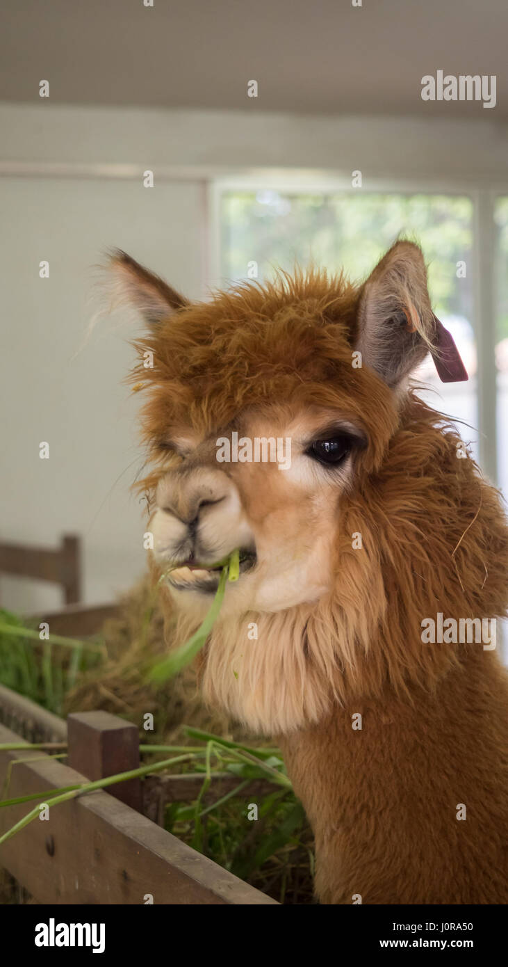 Alpaca eating grass Fotos und Bildmaterial in hoher Auflösung Alamy