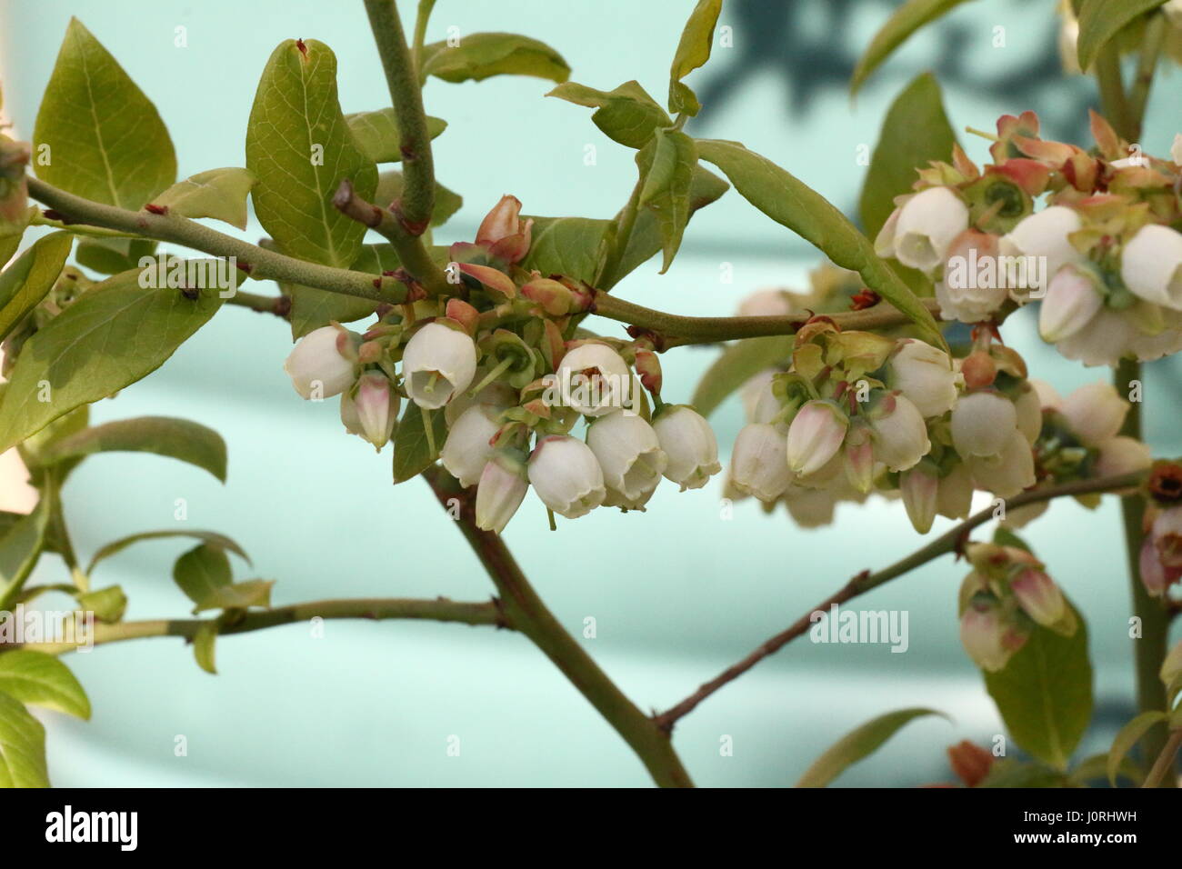 Heidelbeer-Blüte Stockfoto