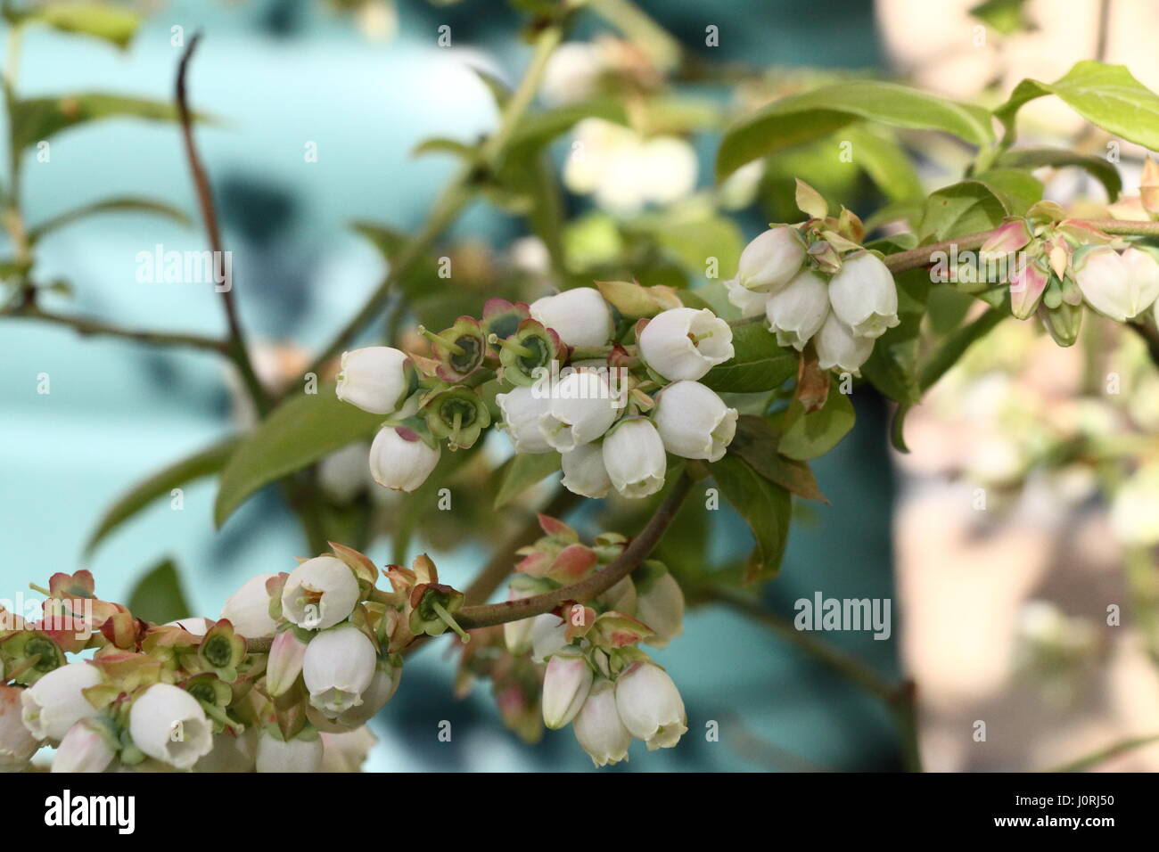 Heidelbeer-Blüte Stockfoto