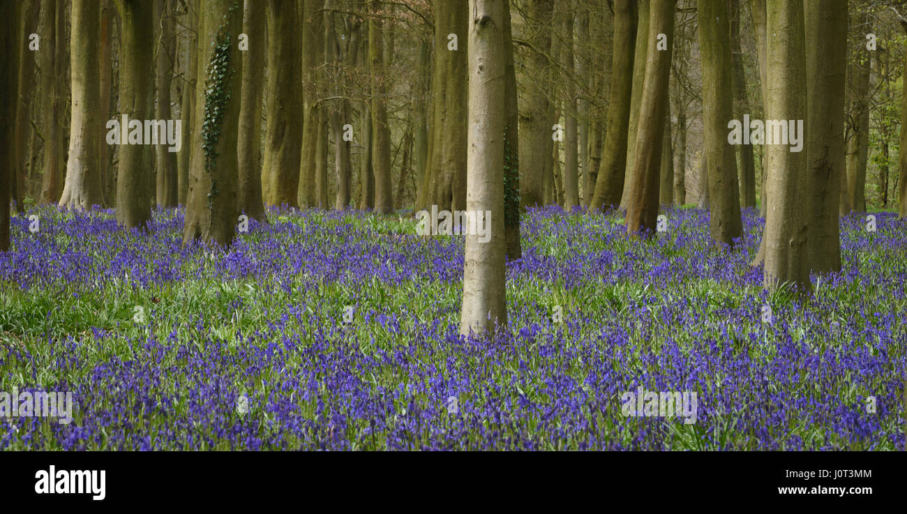 Bluebells im Badbury Holz Stockfoto