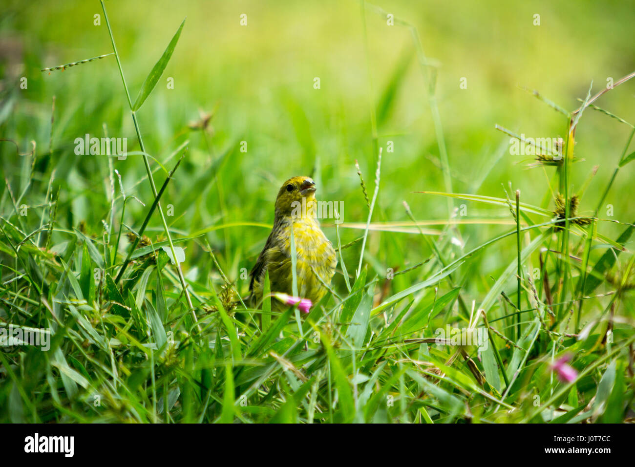 Asuncion, Paraguay. 16th April 2017. Ein männlicher Safranfink (Sicalis flaveola) Futter im Gras während des sonnigen Nachmittags in Asuncion, Paraguay. Quelle: Andre M. Chang/Alamy Live News Stockfoto