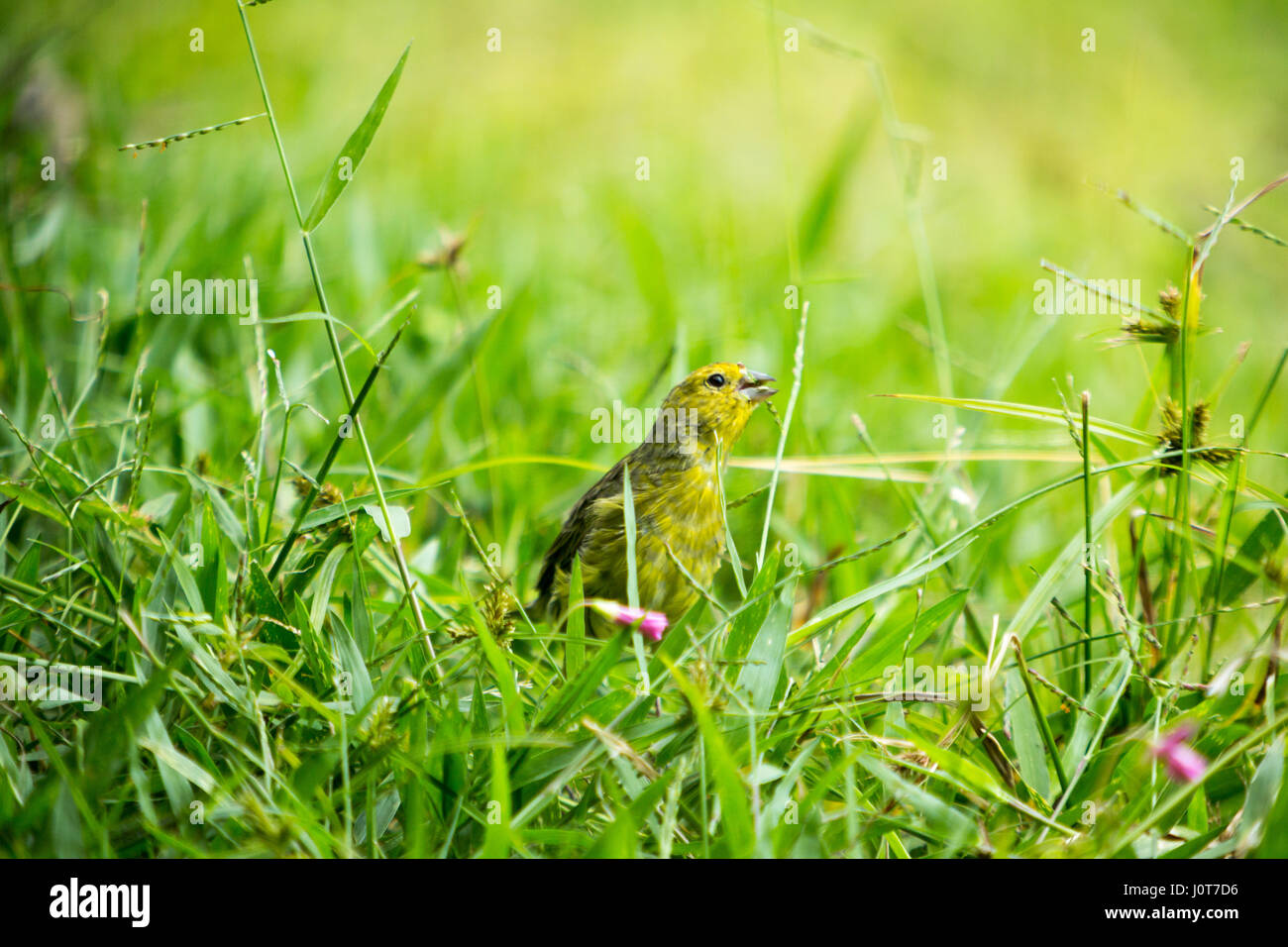 Asuncion, Paraguay. 16th April 2017. Ein männlicher Safranfink (Sicalis flaveola) Futter im Gras während des sonnigen Nachmittags in Asuncion, Paraguay. Quelle: Andre M. Chang/Alamy Live News Stockfoto
