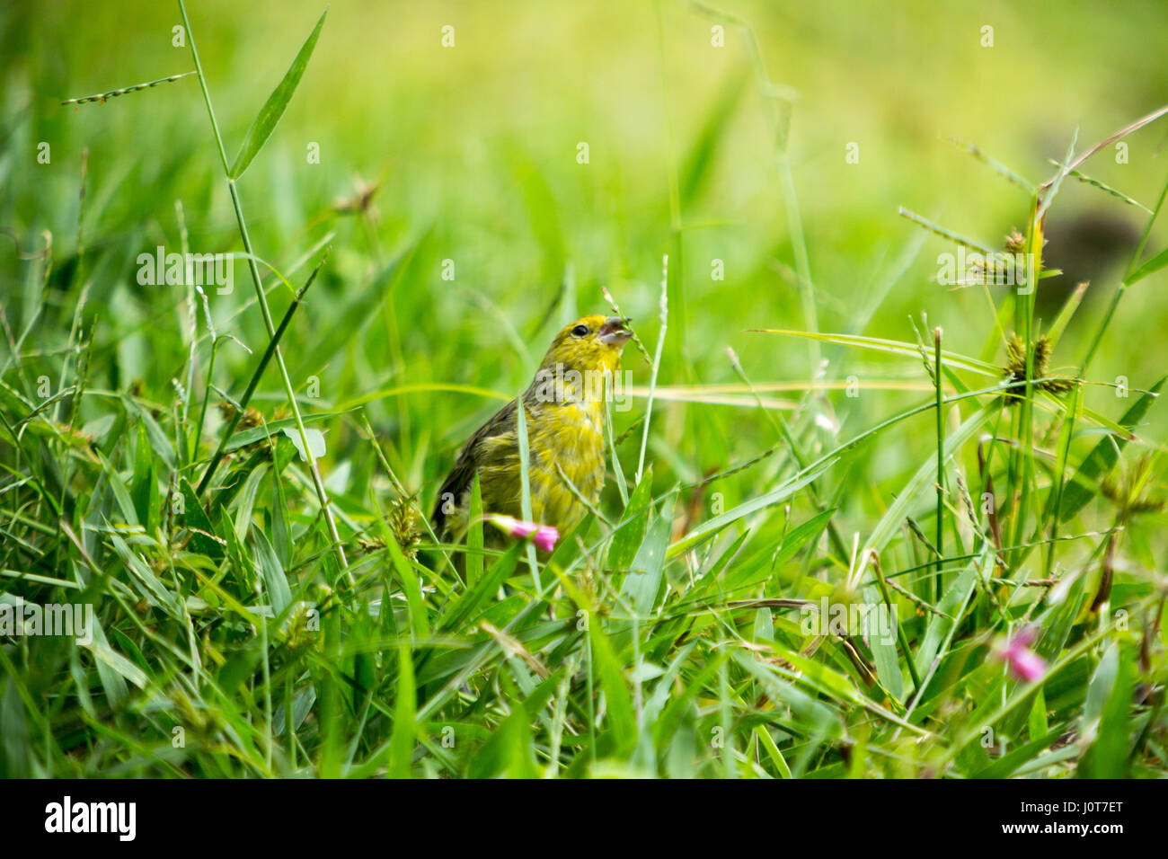 Asuncion, Paraguay. 16th April 2017. Ein männlicher Safranfink (Sicalis flaveola) Futter im Gras während des sonnigen Nachmittags in Asuncion, Paraguay. Quelle: Andre M. Chang/Alamy Live News Stockfoto