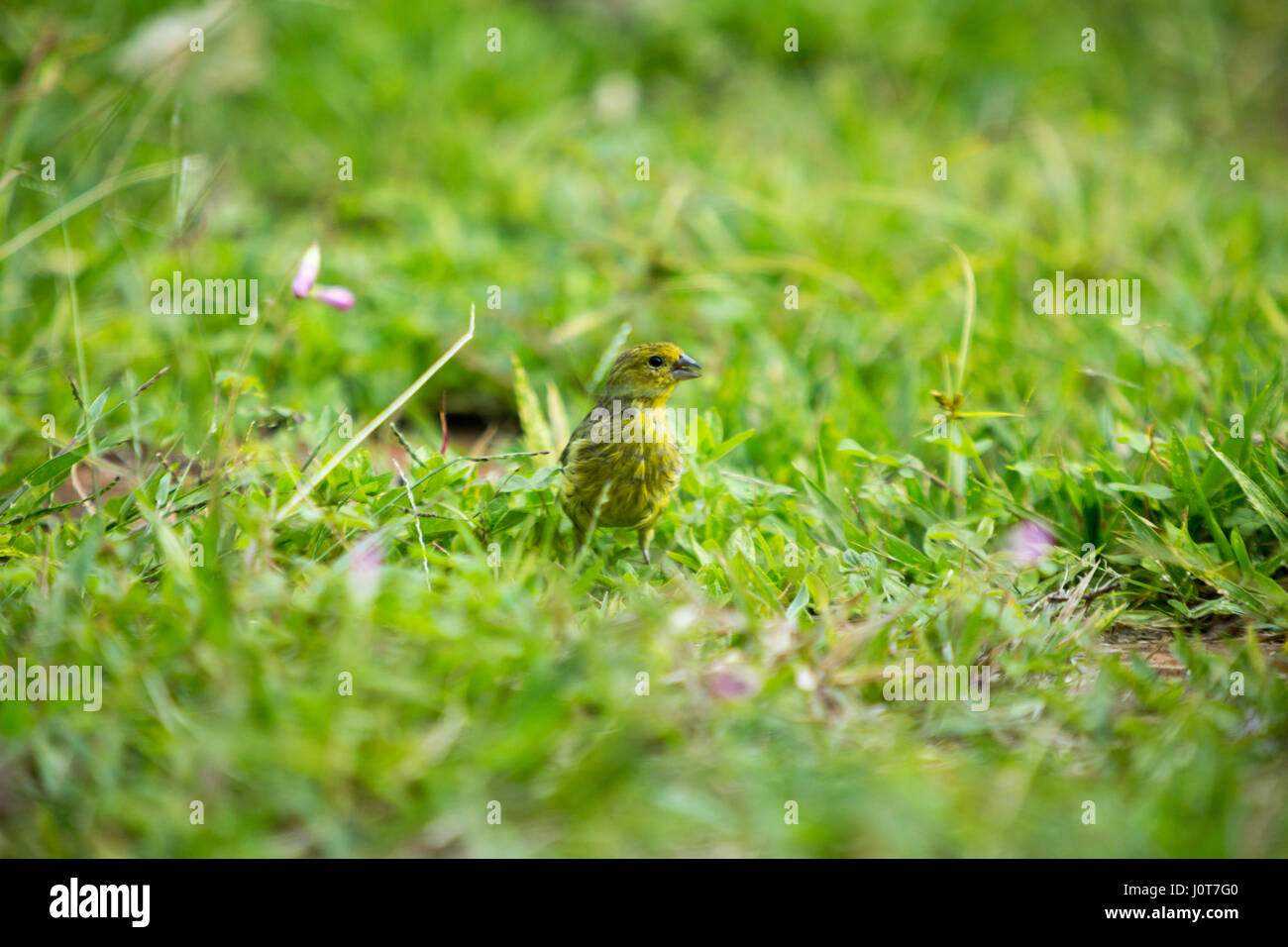 Asuncion, Paraguay. 16th April 2017. Ein männlicher Safranfink (Sicalis flaveola) Futter im Gras während des sonnigen Nachmittags in Asuncion, Paraguay. Quelle: Andre M. Chang/Alamy Live News Stockfoto