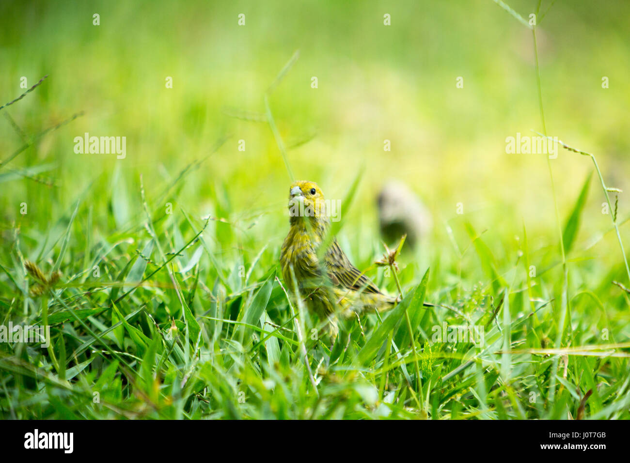 Asuncion, Paraguay. 16th April 2017. Ein männlicher Safranfink (Sicalis flaveola) Futter im Gras während des sonnigen Nachmittags in Asuncion, Paraguay. Quelle: Andre M. Chang/Alamy Live News Stockfoto